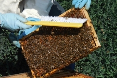 Honigwabe mit Bienen besetzt