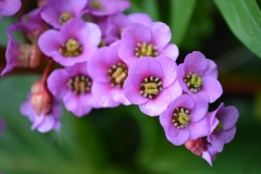 Bergenien (Bergenia)