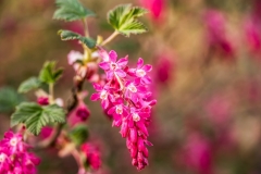 Johannisbeere (Ribes)