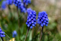 Traubenhyazinthen (Muscari)