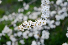 Schlehdorn (Prunus spinosa)