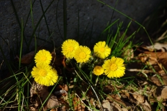 Huflattich (Tussilago farfara)