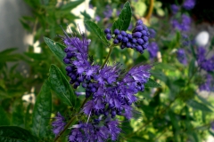 Clandon-Bartblume (Caryopteris)