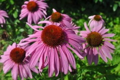 Purpur-Sonnenhut (Echinacea purpurea)