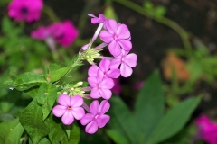 Polster-Phlox (Phlox subulata)