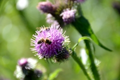 Mariendistel (Silybum marianum)