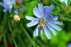 Gemeine oder Gewöhnliche Wegwarte (Cichorium intybus)