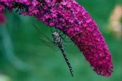 Schmetterlingsflieder (Buddleja davidii)