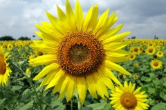 Sonnenblume (Helianthus annuus)