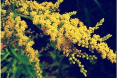 Riesen-Goldrute (Solidago gigantea)