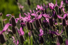 Französischer Lavendel (Lavandula dentata)