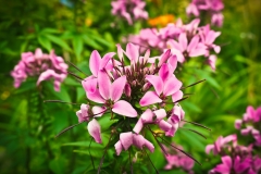 Spinnenblume (Tarenaya hassleriana)