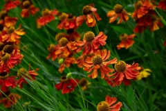 Sonnenbraut (Helenium)