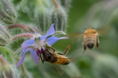 Borretsch (Borago officinalis)