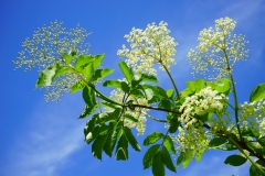 Schwarzer Holunder (Sambucus nigra)