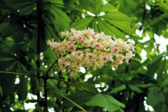 Gewöhnliche Rosskastanie (Aesculus hippocastanum)