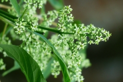 Götterbaum (Ailanthus altissima)