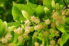 Sommerlinde (Tilia platyphyllos)