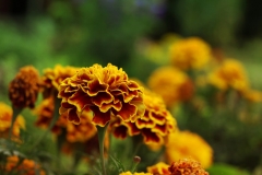 Schmalblättrige Studentenblume (Tagetes tenuifolia)