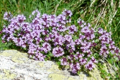 Breitblättriger Thymian (Thymus pulegioides)