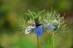 Jungfer im Grünen (Nigella damascena)