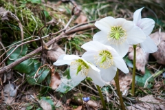 Christrose (Helleborus Niger)