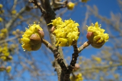 Kornelkirsche (Cornus mas)