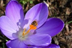 Krokusse (Crocus)