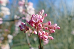 Winterschneeball (Viburnum)