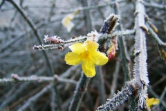 Echter Winterjasmin (Jasminum Nudiflorum)