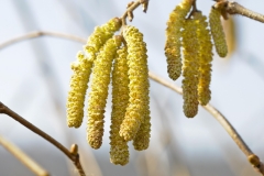 Gemeine Hasel (Corylus avellana)