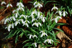 Schneeglöckchen (Galanthus)