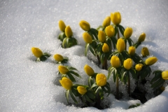 Winterling (Eranthis hyemalis)