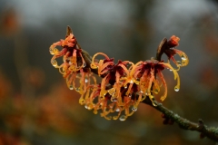 Zaubernuss (Hamamelis)