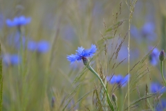 Kornblume (Cyanus segetum)