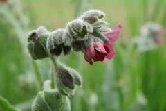 Gewöhnliche Hundszunge (Cynoglossum officinale)