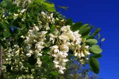 Gewöhnliche Robinie (Robinia pseudoacacia)