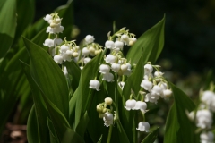 Maiglöckchen (Convallaria majalis)