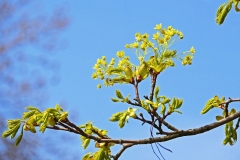 Berg-Ahorn (Acer pseudoplatanus)