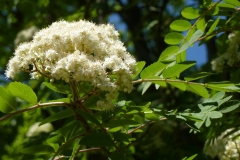 Vogelbeere (Sorbus aucuparia)