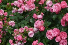 Strauchrose (Rosa)