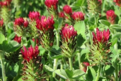 Inkarnat-Klee (Trifolium incarnatum)