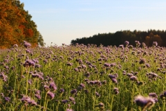 Rainfarn-Phazelie (Phacelia tanacetifolia)