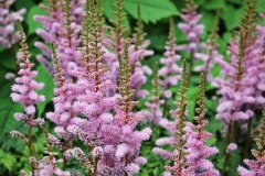 Knöterich (Persicaria)