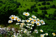 Straußblütige Wucherblume (Chrysanthemum corymbosum L.)