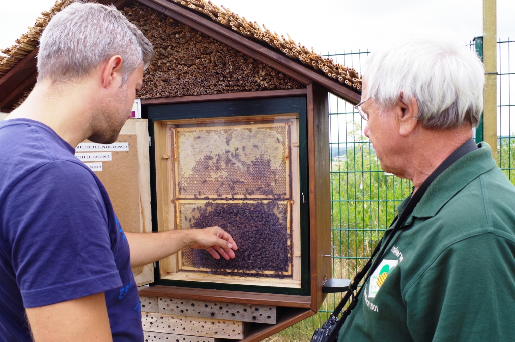 Bienen im Schaukasten  (Foto: Marina Radcke)